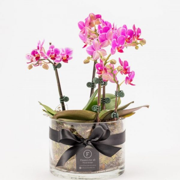 Mini Phalaenopsis Garden