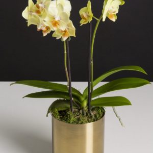 Mini Phalaenopsis in Gold Pot