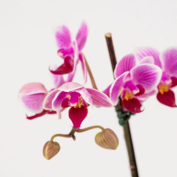 Pink Potted Phalaenopsis