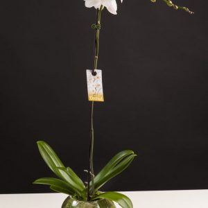 Single Phalaenopsis orchid