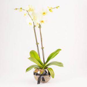 White Potted Phalaenopsis