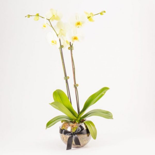 White Potted Phalaenopsis