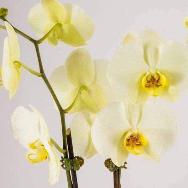 White Potted Phalaenopsis